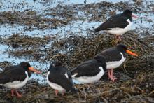 Oystercatchers on the shores of Loch Eil
