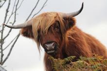 A Morvern Highland Cow