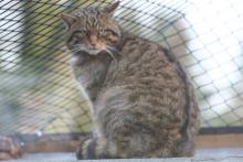 Wildcat in Twycross Zoo