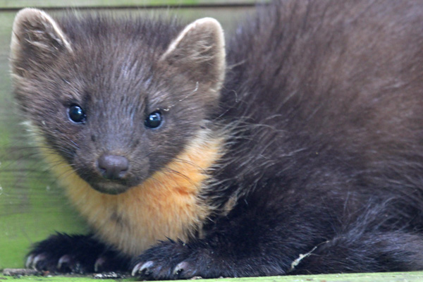 Pine martens are regular visitors to the cabins