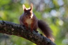 Red squirrels are often seen around Mingarry Lodges