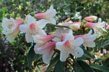 Rhododendron Pink Gin in mid May