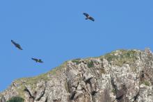 Buzzards soaring high