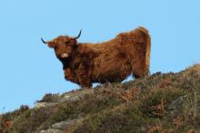 Ardnamurchan Highland Cow