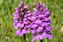 Heath spotted orchids