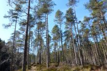Glengarry native pinewoods