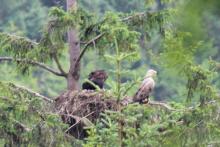 Fingal the male white tailed eagle and two chicks