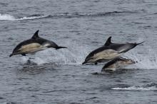 Common Dolphins spotted from the ferry to Rum